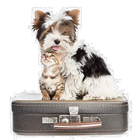 a cat and a dog on a suitcase